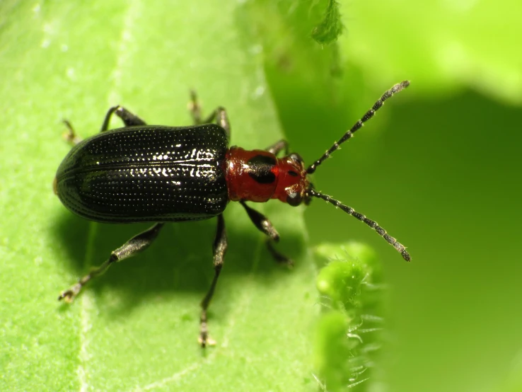 a black and red bug sitting on a green leaf