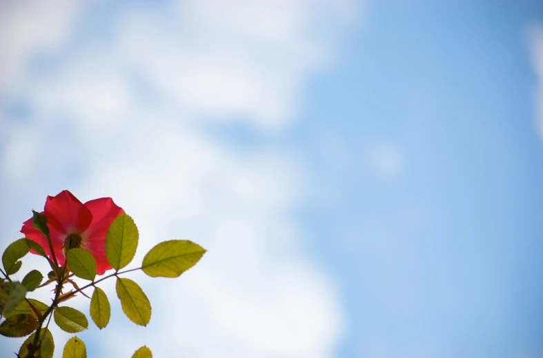 a red and green plant with leaves on the top of it