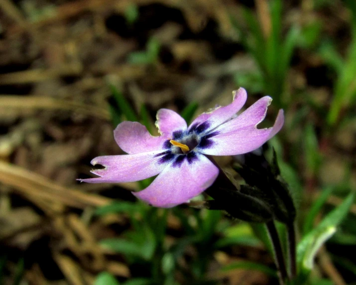 purple flower with black and white center surrounded by grass