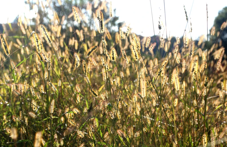 a view of tall grass on a sunny day