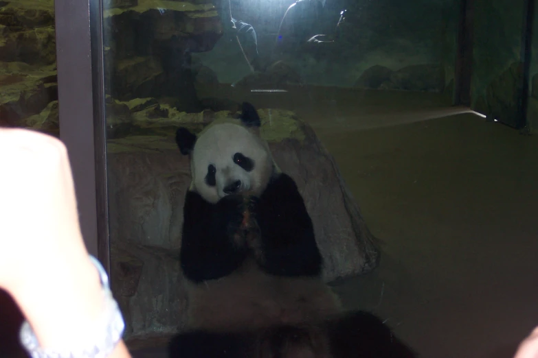 a panda bear that is sitting on some rocks
