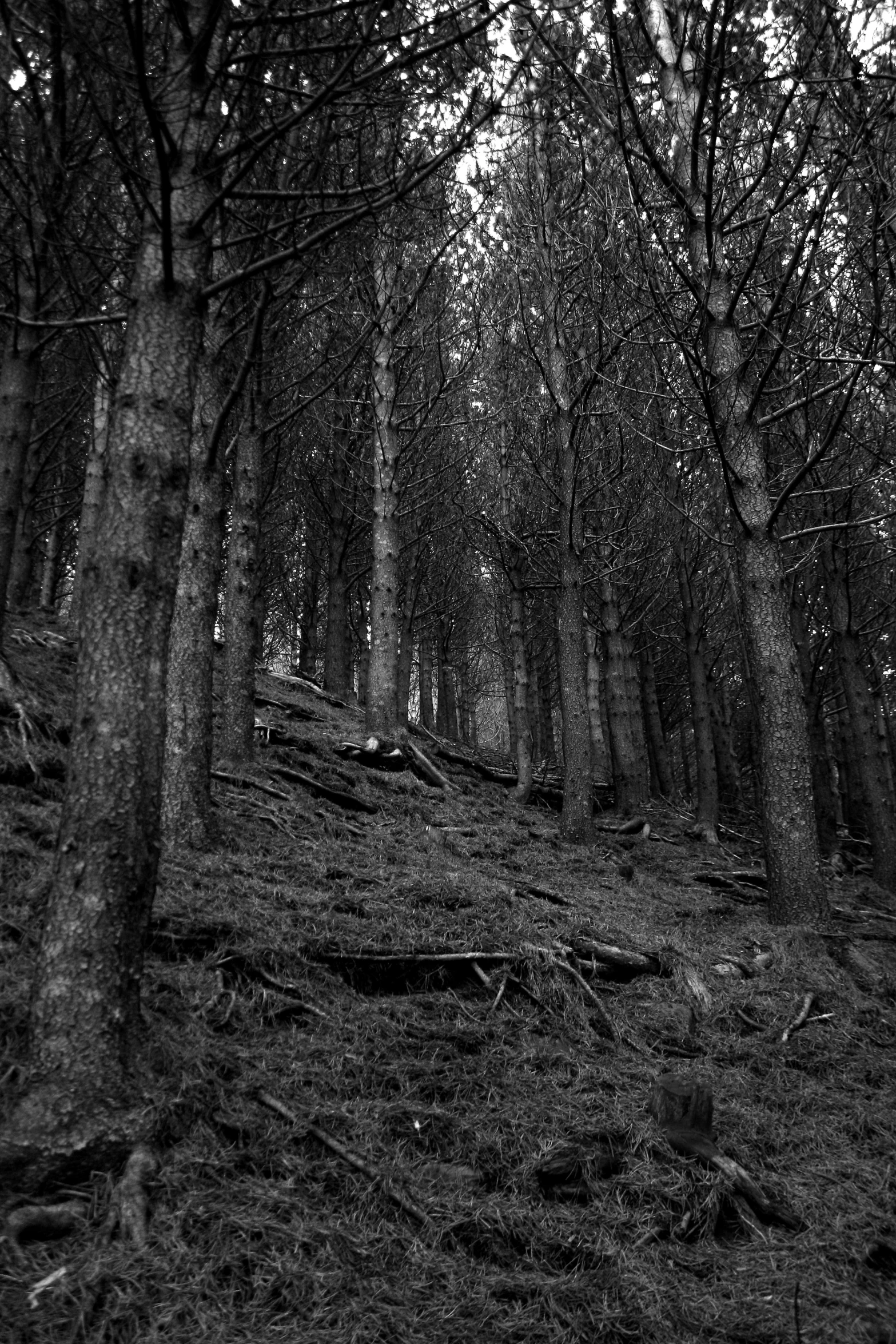 black and white po of a forest with trees