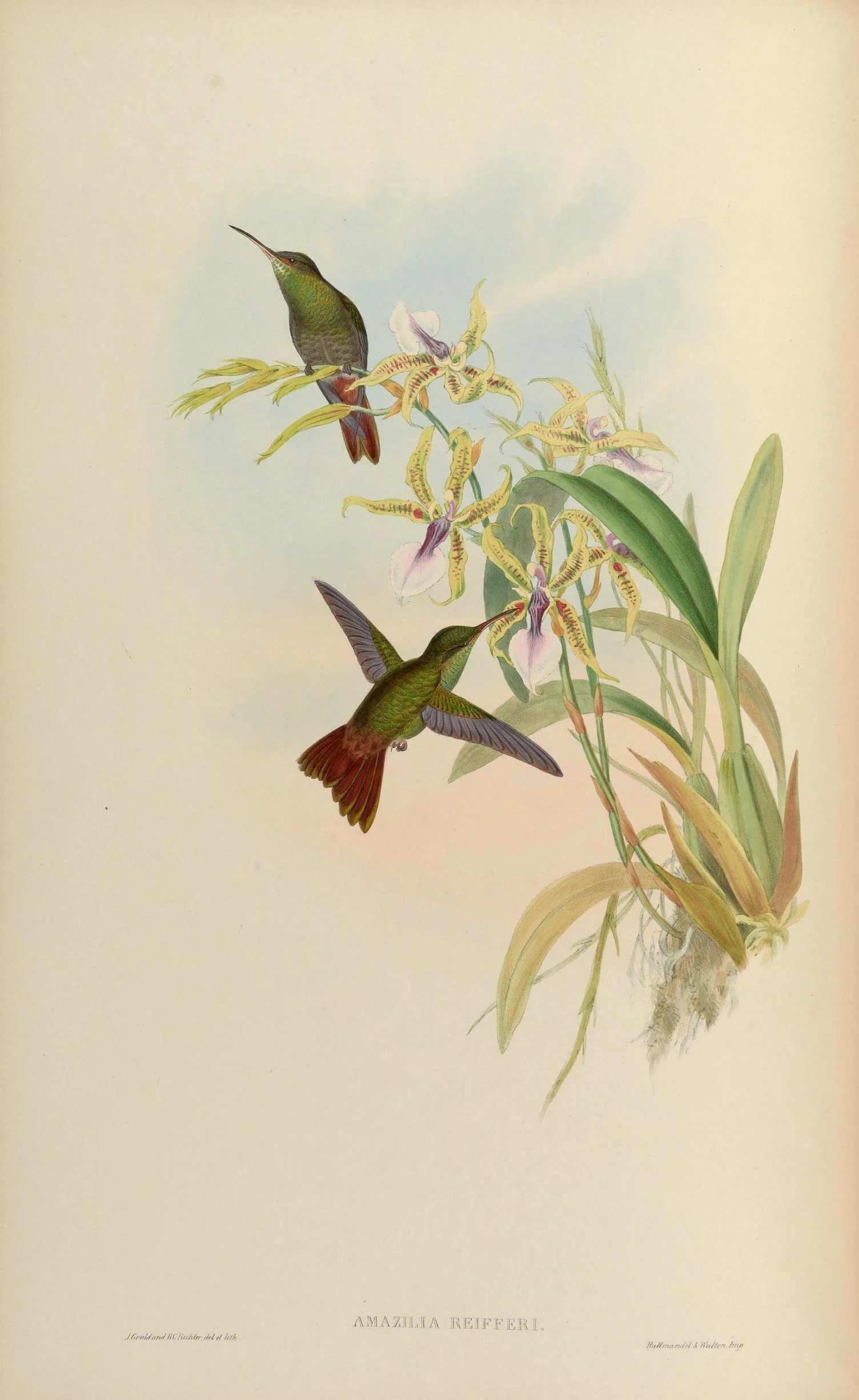 two birds flying over the top of a flowering plant