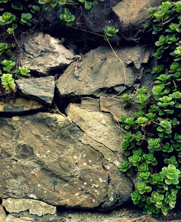 the rocks are covered with plants and greenery