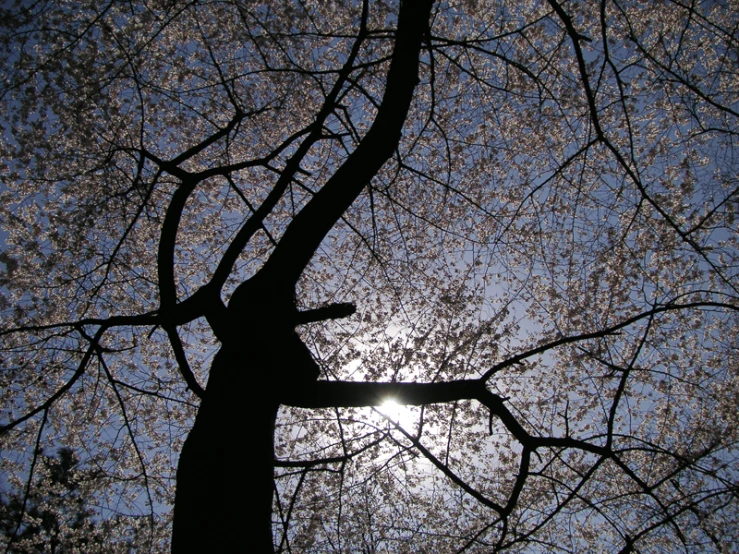 a picture of some trees taken through the trees