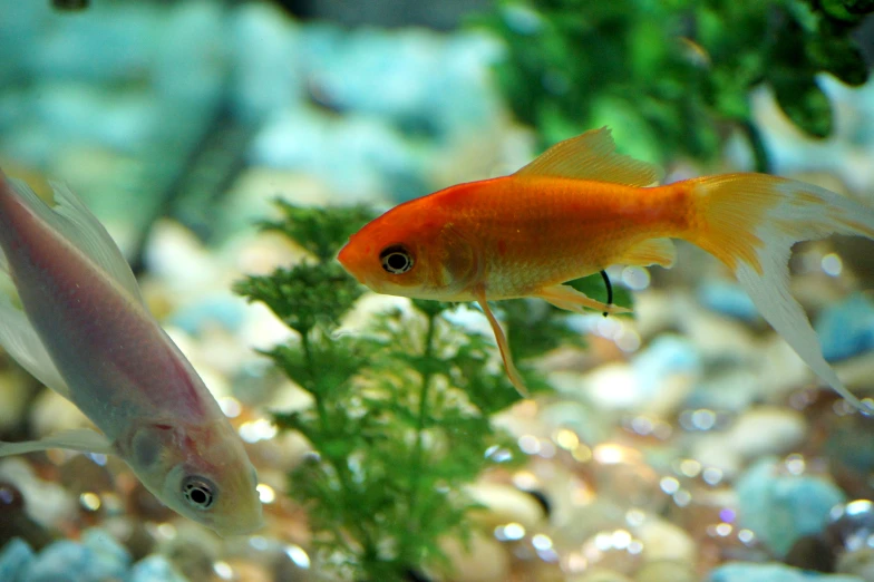 a close - up of two gold fish on display