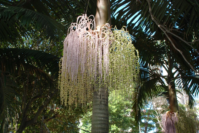 lush tropical trees with purple flowers on them