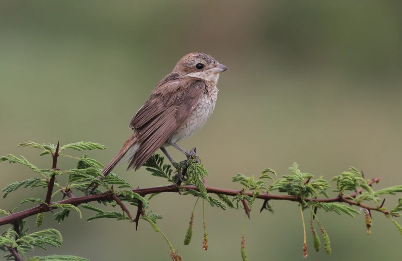 a bird sitting on top of a nch filled with green leaves