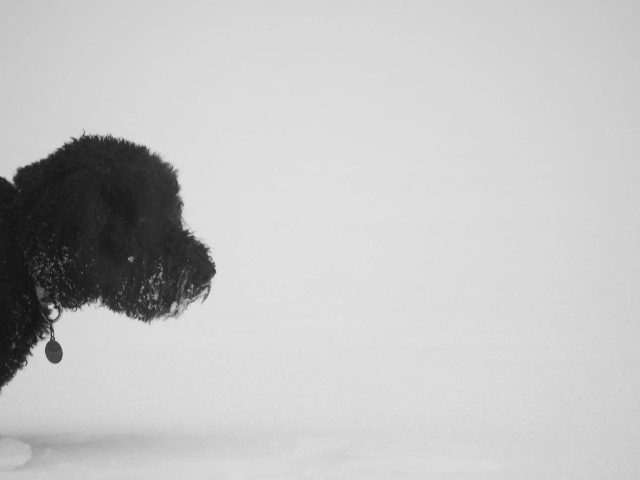 an up close picture of a dog in snow