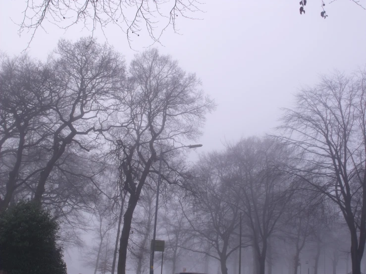 several trees, street light and bus driving down the road