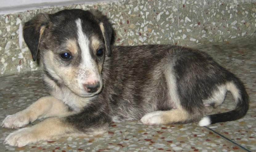 a puppy with blue eyes sitting on a floor