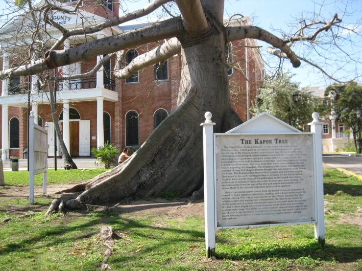 the old tree is next to the sign