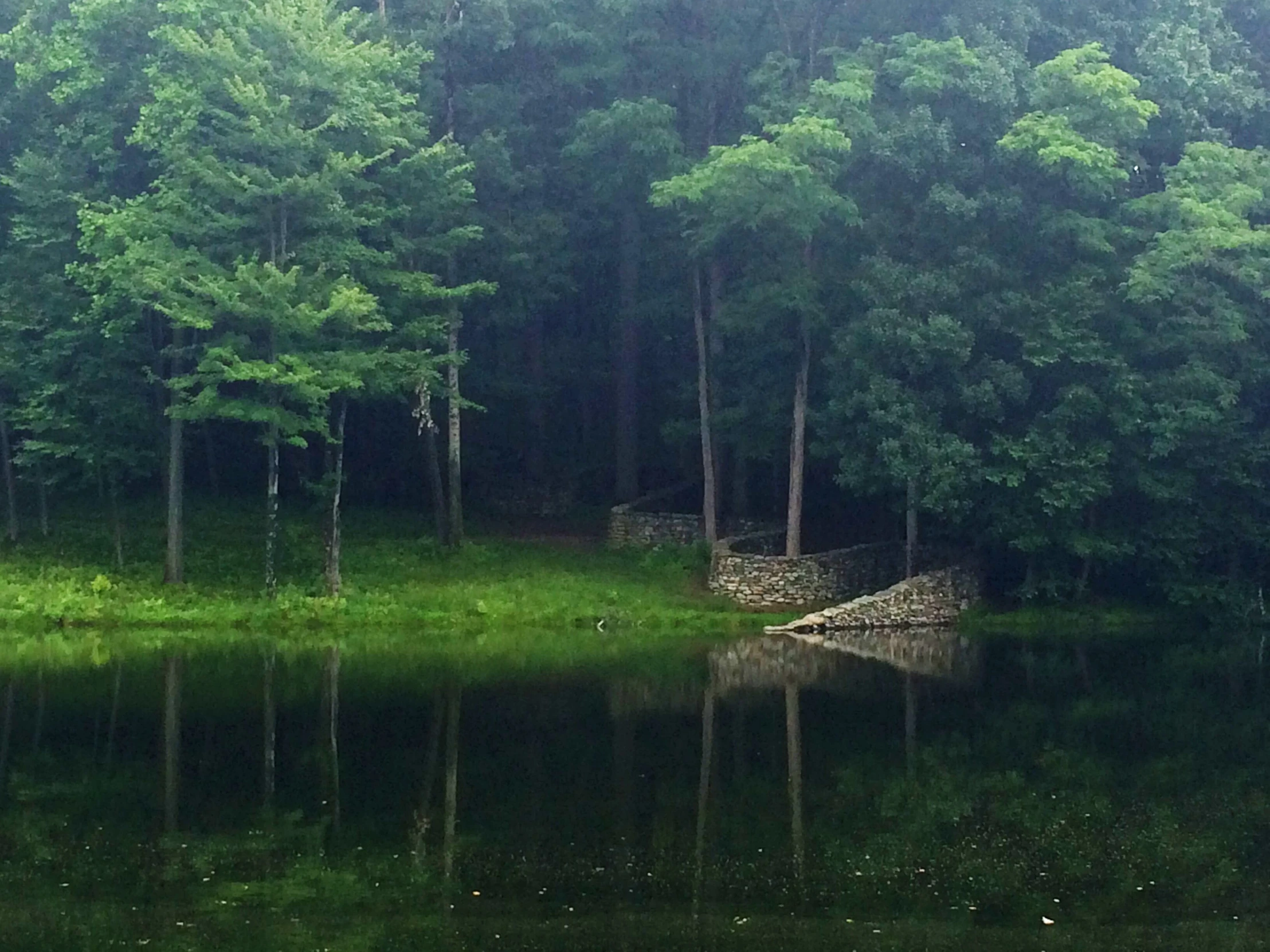 a small lake is surrounded by trees