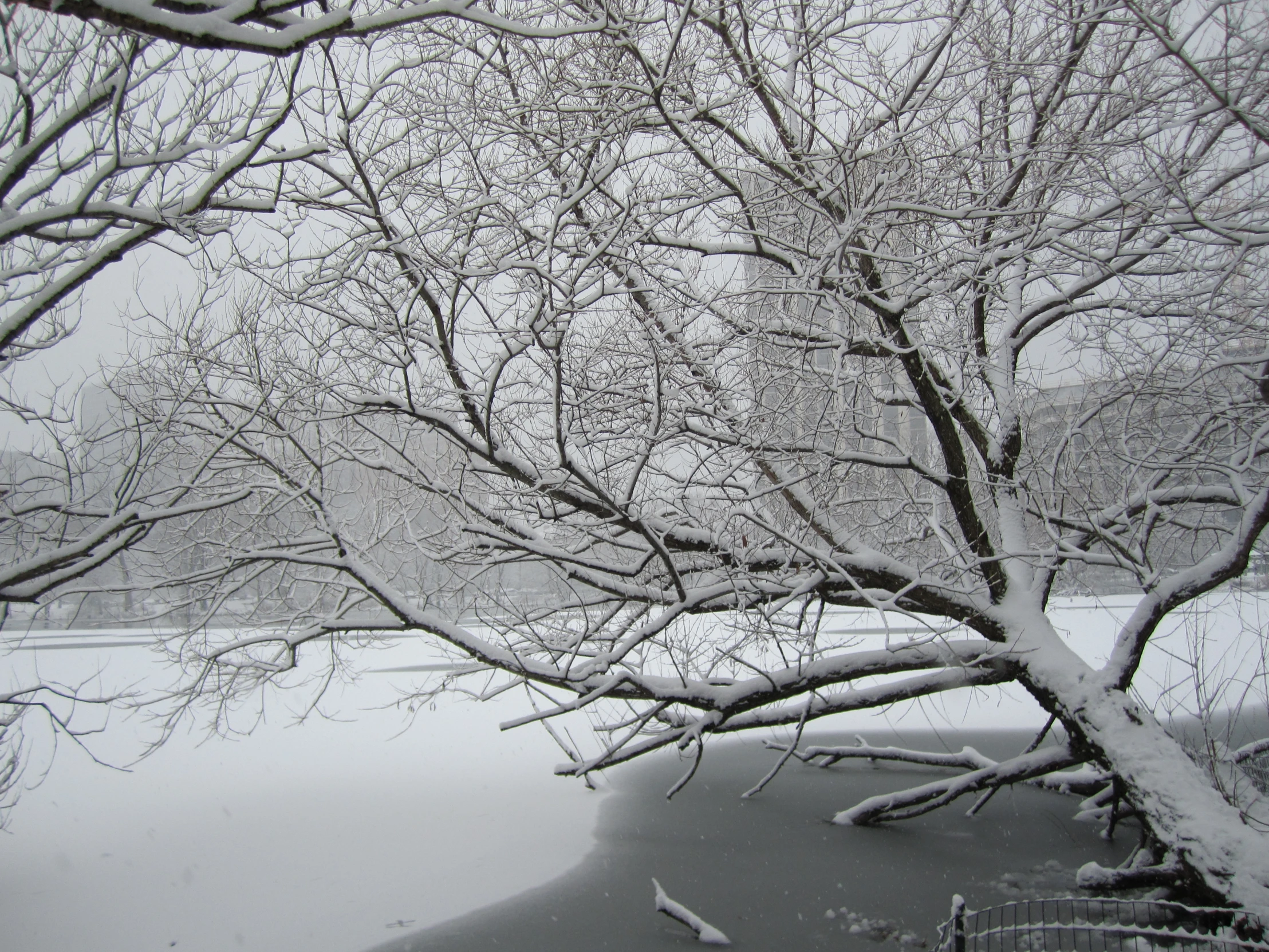 a snowy tree in the distance with nches bent towards the ground