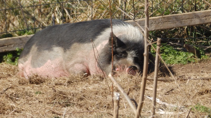 the small pig is laying down on the hay