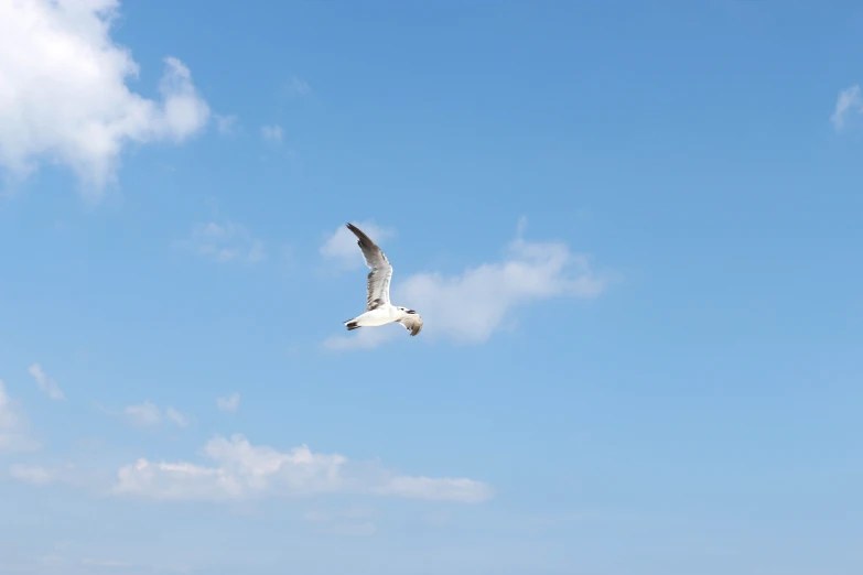 the seagull is flying in the blue sky