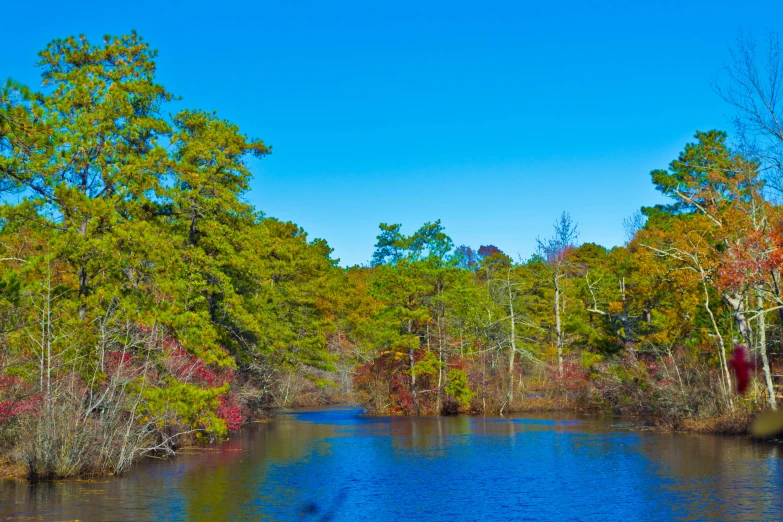 a river surrounded by lots of tall trees