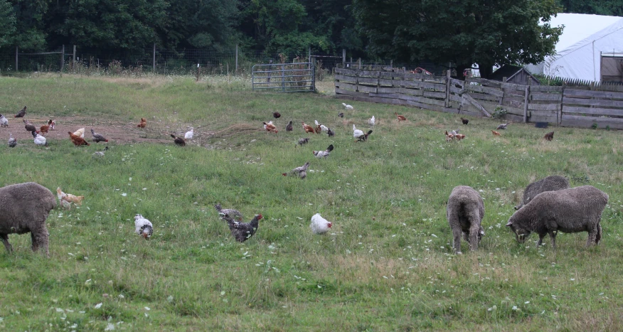 a bunch of animals standing and sitting in the grass