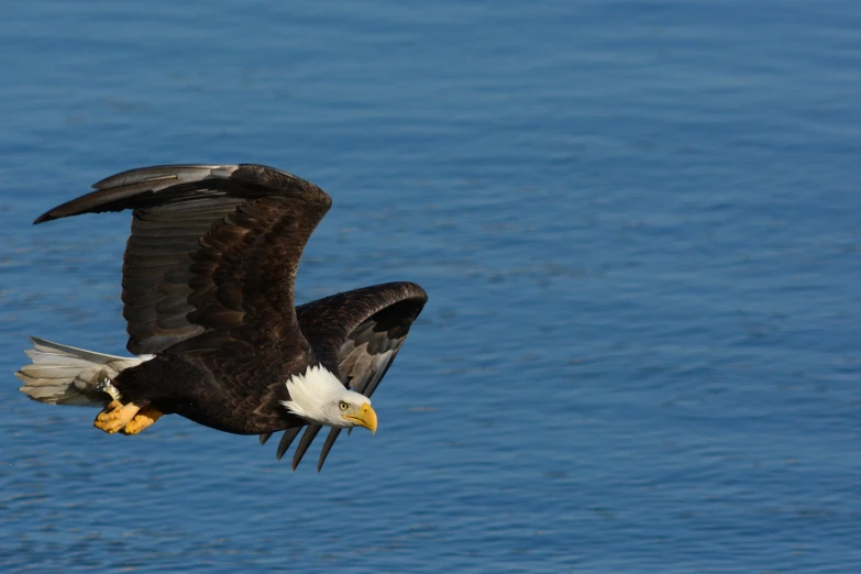 an eagle is flying over the water with its catch