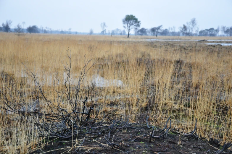 the field is brown and dry with no leaves