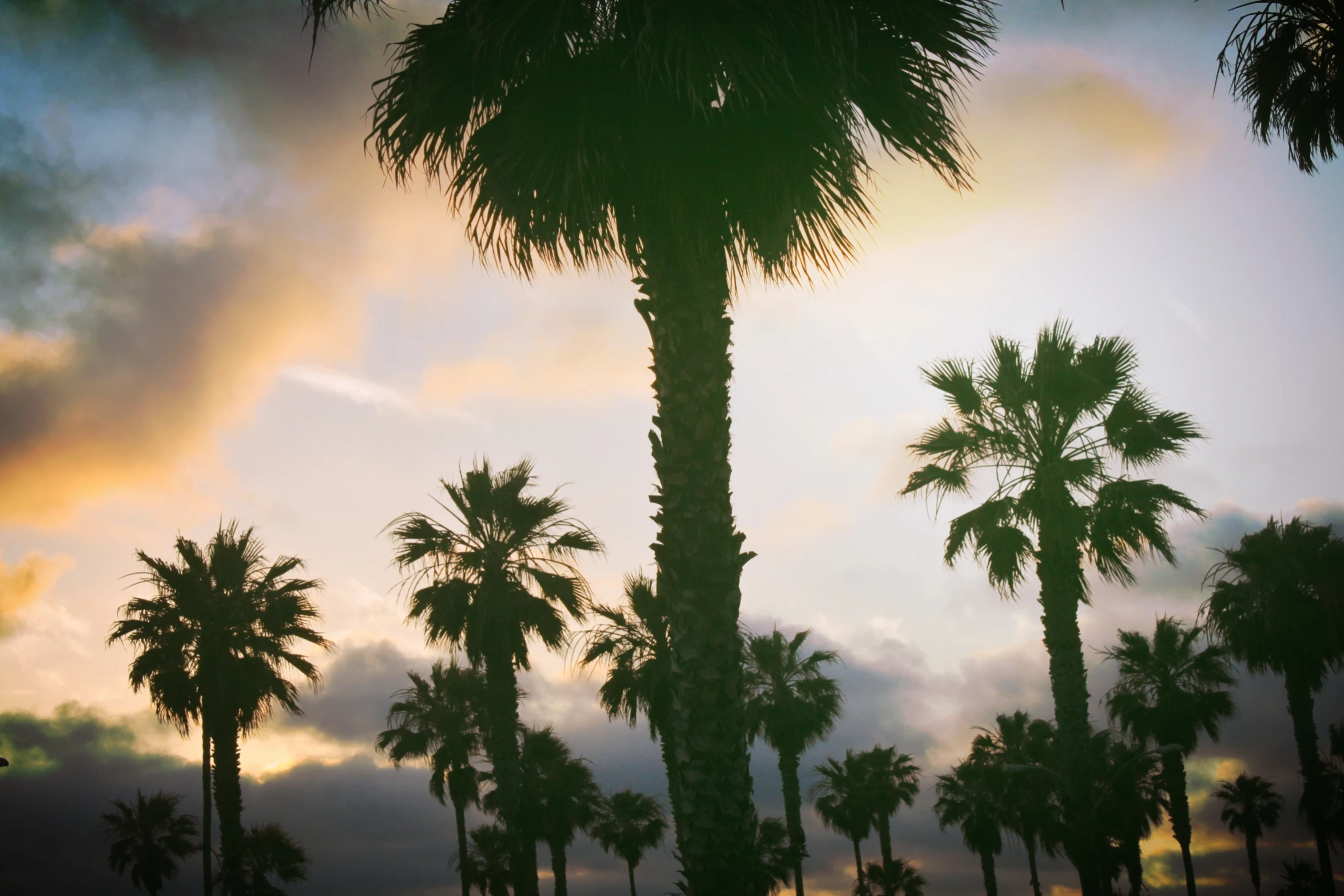 tall palm trees under the evening sun and cloudy skies