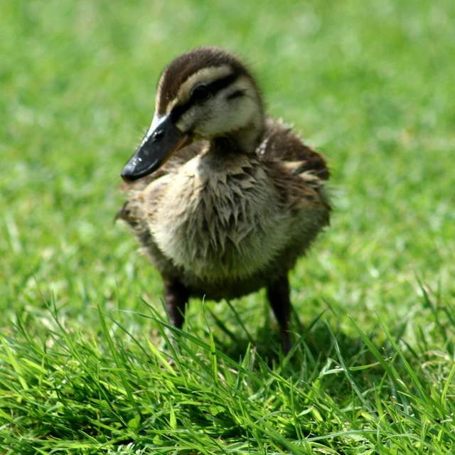 a duck standing on top of grass next to another duck