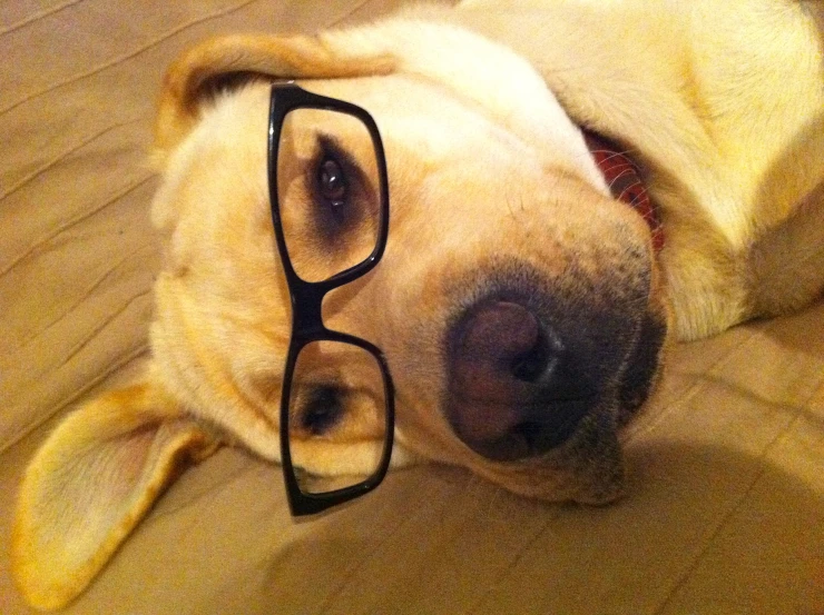 a large brown dog wearing eyeglasses lying on a bed