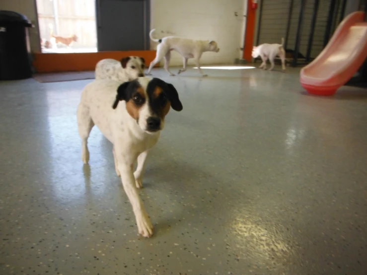 a small dog walking on a floor in a gym