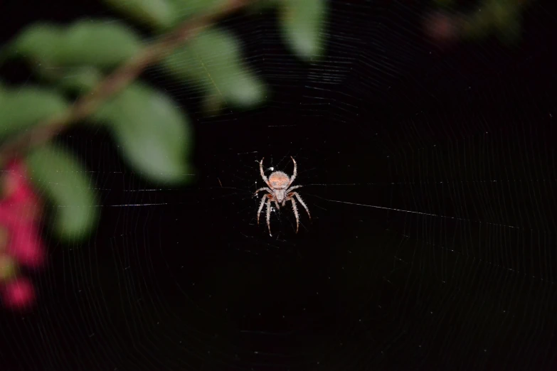 a close up of a spider sitting on its web in the center of the frame