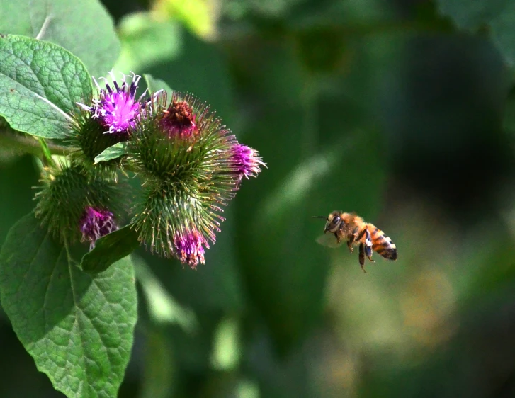 a bee flies by a flower that is ready to take flight