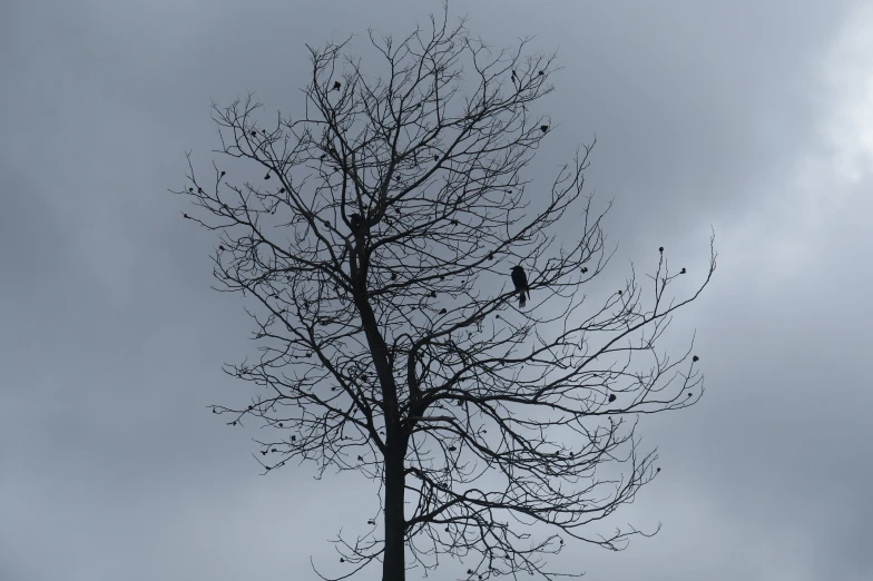 a lonely bird sitting on top of a bare tree