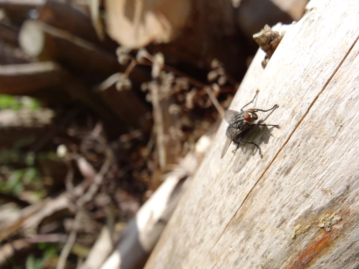 a close up of a fly sitting on a wooden board