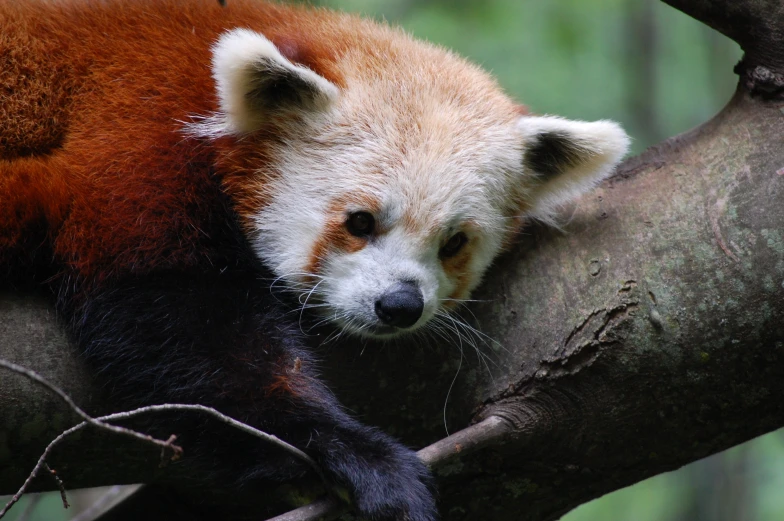 a red panda sleeping in a tree looking back