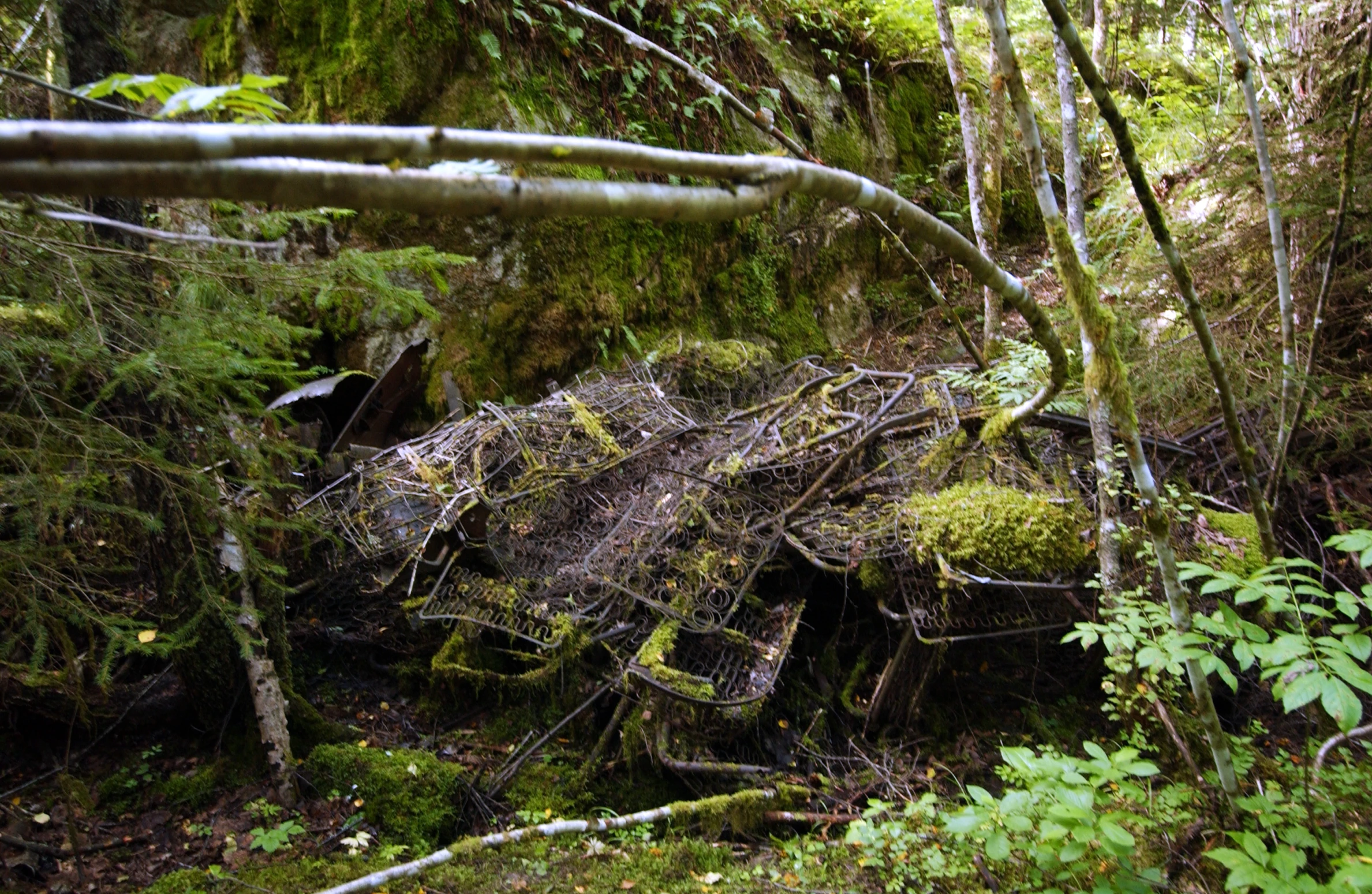 a pile of trash is surrounded by tall trees