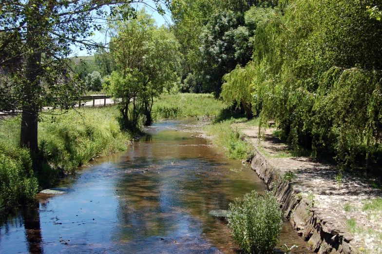 the creek runs along a river bed of water with trees