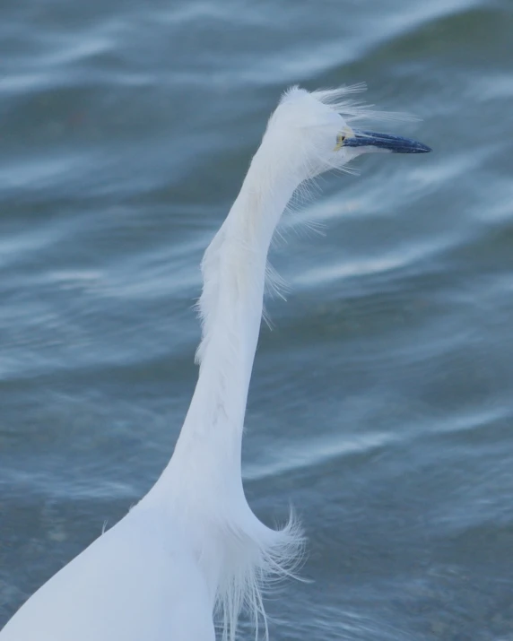 an egret stands in the water and looks around