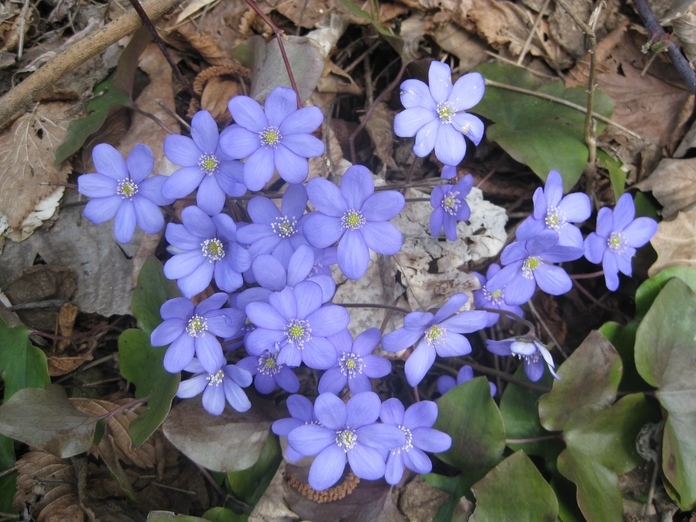 small flowers growing in the dirt amongst leaves