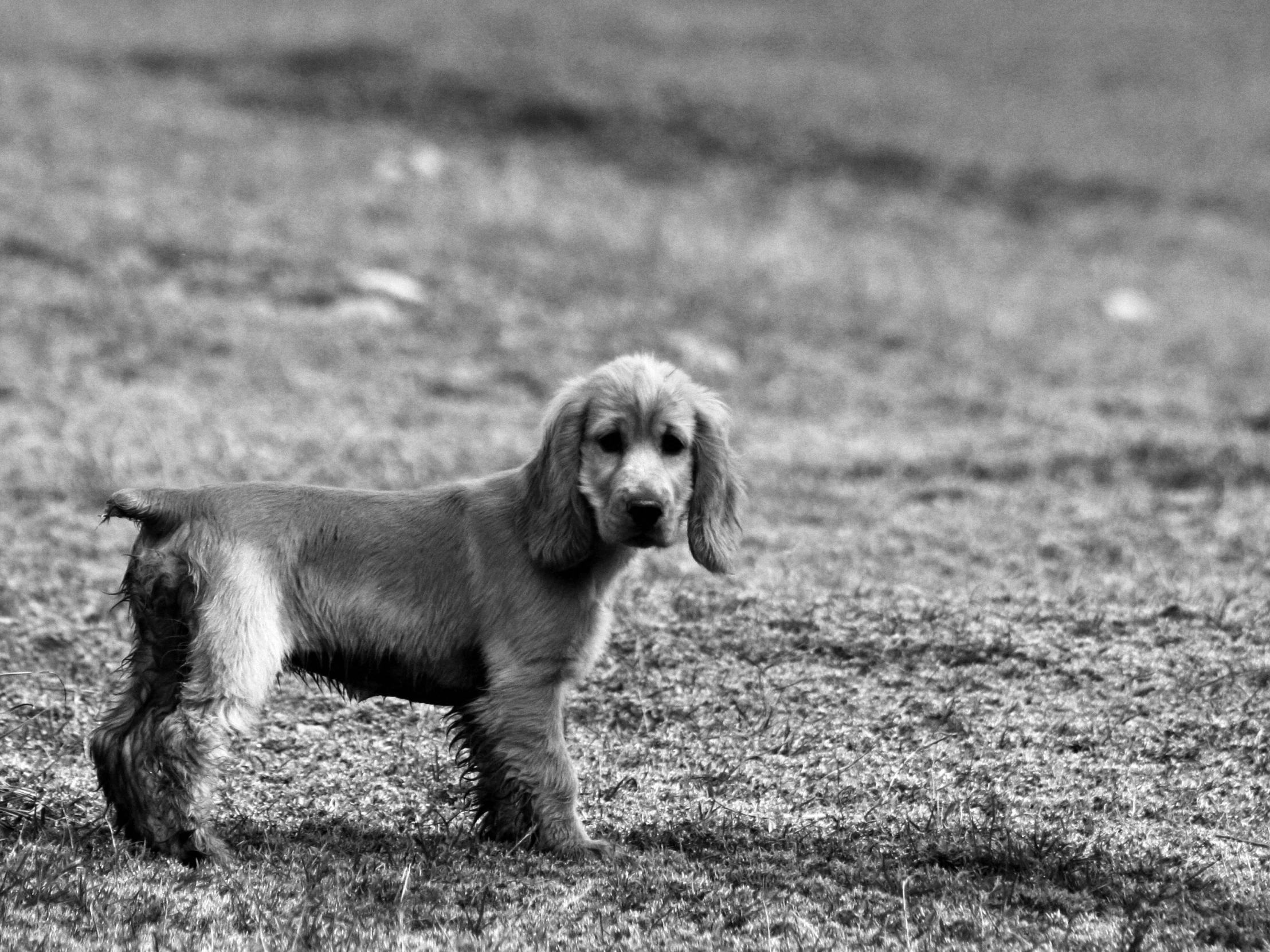 the dog is looking towards the camera while it stands in the field