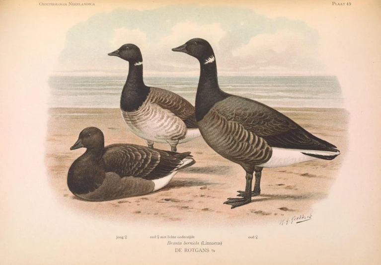 a drawing of three geese standing in sand