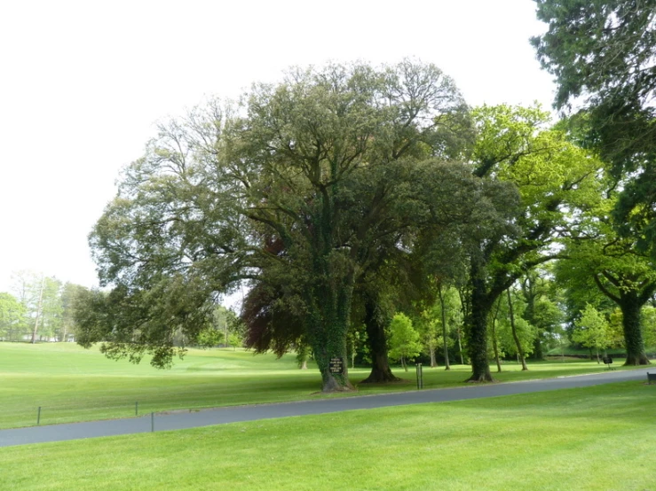 a green park area with some trees in it