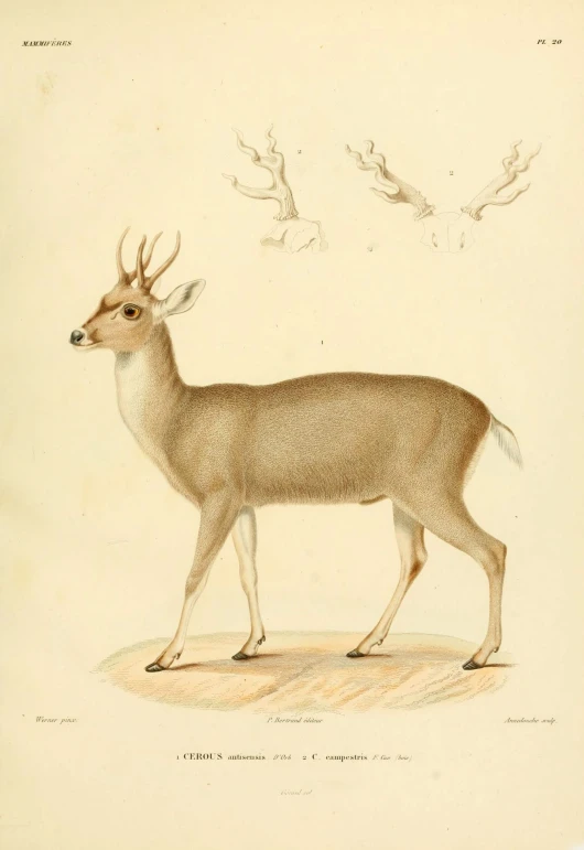 a drawing of a standing deer with horns