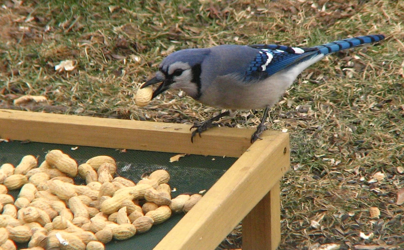 a blue jay eating peanuts out of an open bin