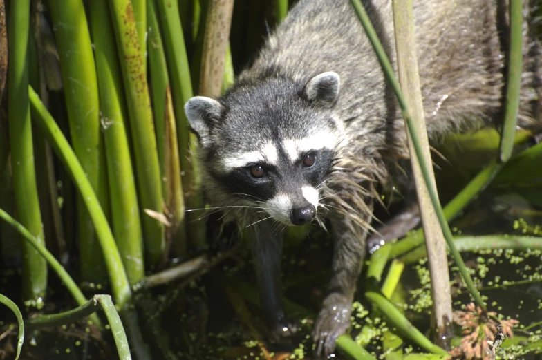 a rac standing in a grass field