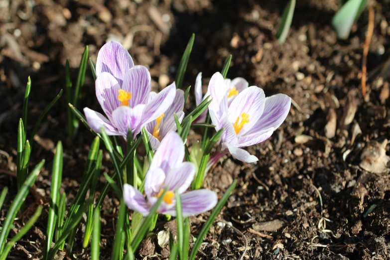 a group of purple flowers growing in dirt