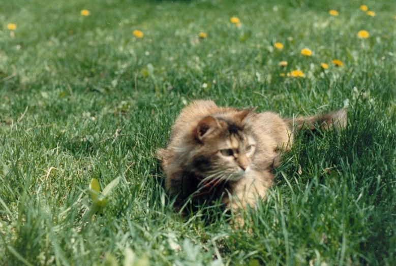 the cat is lying down in the grass outside