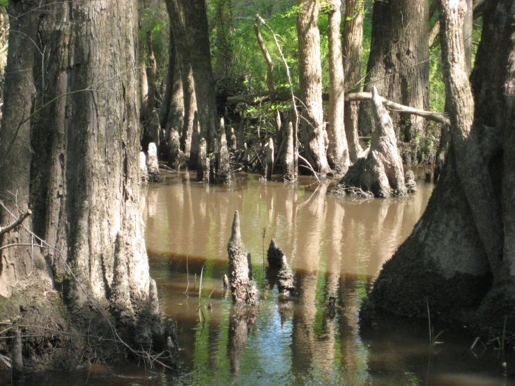 the trees are in the river with water surrounding them