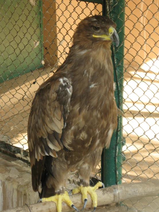 a large bird standing on a ledge in a cage