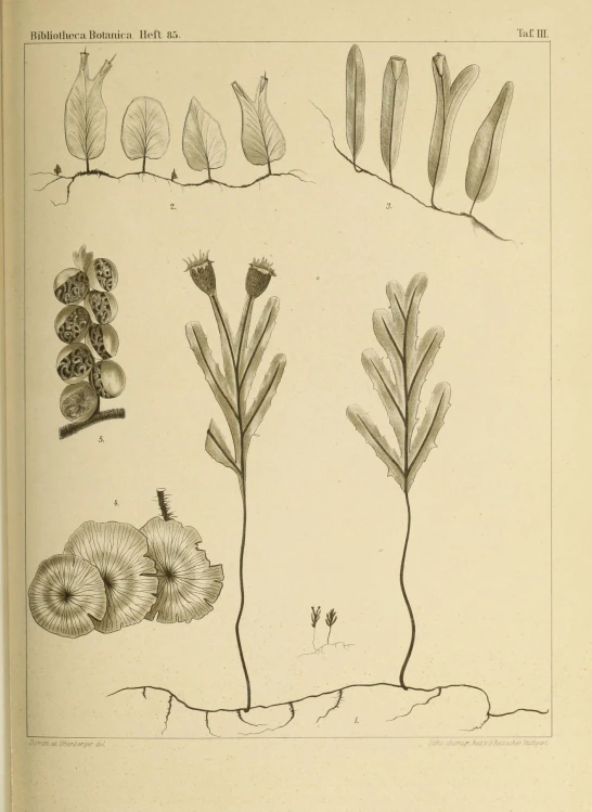 four types of tree roots and leaves on a book