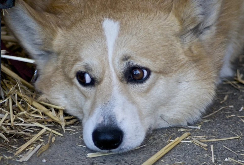 dog with brown eyes laying on the ground