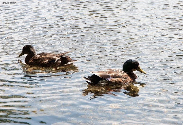 a couple of ducks are floating on top of the water
